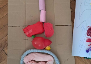 Kartonowy model układu pokarmowego z balonów, gąbek i elastycznej rurki ułożony na podłodze pracowni biologicznej.